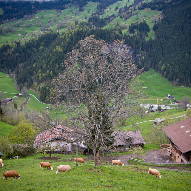 Bernese Oberland - 10 to 14 May 2010