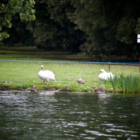 Henley-on-Thames - 20 July 2011 - Swan Upping