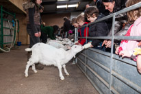 Wooburn Green - 03 March 2013 / Oscar feeding a sheep with some milk