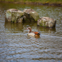 Cliveden - 31 March 2013 / Egyptian geese...