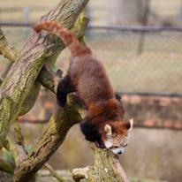 Whipsnade zoo - 07 April 2013 / Red panda at the zoo