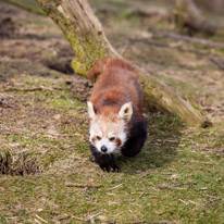 Whipsnade zoo - 07 April 2013 / Red panda at the zoo