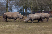 Whipsnade zoo - 07 April 2013 / Big rhino