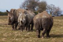 Whipsnade zoo - 07 April 2013 / Big rhino