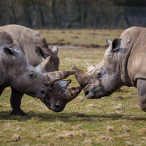 Whipsnade zoo - 07 April 2013 / Big rhinos