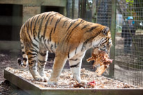 Whipsnade zoo - 07 April 2013 / A big tiger having a chicken for lunch