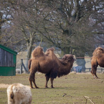 Whipsnade zoo - 07 April 2013 / Camel