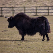 Whipsnade zoo - 07 April 2013 / Yak