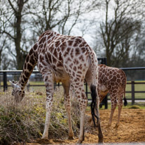 Whipsnade zoo - 07 April 2013 / Girafes
