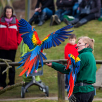 Whipsnade zoo - 07 April 2013 / Parrots