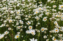 Greys Court - 23 June 2013 / Love these big daisy