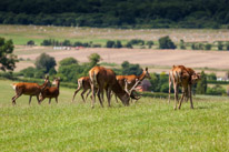 Bucklebury Farm - 30 June 2013 / Deers