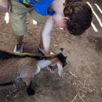 Bucklebury Farm - 30 June 2013 / Oscar feeding a goat
