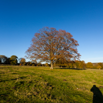 Basildon Park - 10 November 2013 / More trees