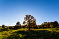 Basildon Park - 10 November 2013 / More trees