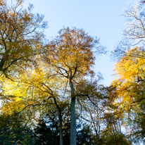 Basildon Park - 10 November 2013 / Foliages