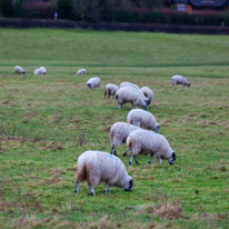 Hambleden - 31 December 2013 / Sheeps