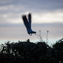 Hambleden - 31 December 2013 / A flying pigeon