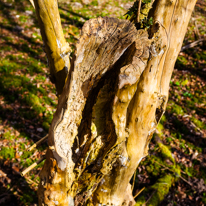 Maidensgrove - 09 March 2014 / Details of an old tree
