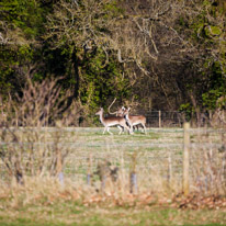 Henley-on-Thames - 16 March 2014 / Wild deers