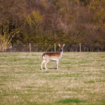 Henley-on-Thames - 16 March 2014 / Wild deers