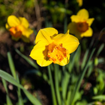 Henley-on-Thames - 16 March 2014 / Daffodils