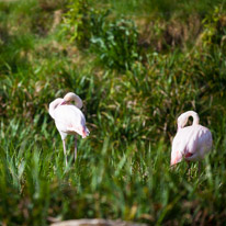 Chessington Park - 05 April 2014 / Flamingos
