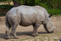 Chessington Park - 05 April 2014 / Rhino