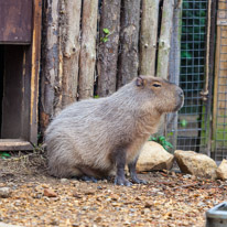 Chessington Park - 05 April 2014 / Capybara
