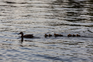 Henley-on-Thames - 11 June 2014 / Ducks