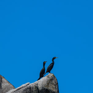 The Isles of Scilly - 20 July 2014 / Shags