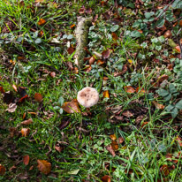 Cookley Green - 25 October 2014 / Mushrooms