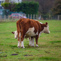 Henley-on-Thames - 05 November 2014 / Cows in a field