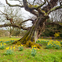 Hinton Ampner - 27 March 2016 / My friend the old tree