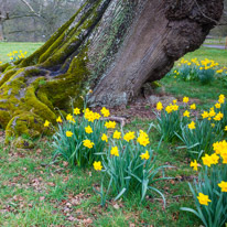 Hinton Ampner - 27 March 2016 / daffodils... a sign of spring