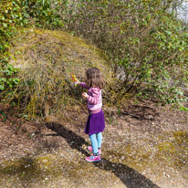 Exbury Garden - 02 April 2016 / Alana exploring a place for her bee