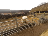 Manor Farm Country Park - 04 April 2016 / Sheep