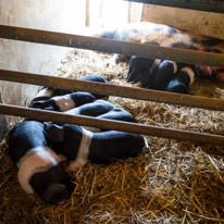Manor Farm Country Park - 04 April 2016 / Small piglets