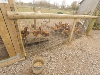 Manor Farm Country Park - 04 April 2016 / Chicken