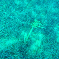 Meganisi - 26 August 2017 / Amazing anchor found by Pip... a real one in the water....