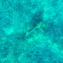 Meganisi - 26 August 2017 / Amazing anchor found by Pip... a real one in the water....